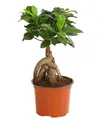 Dehner Zimmerpflanze Chinesische Feige Ginseng, Ficus microcarpa, Bonsai, Zimmerpflanze mit oberirdischen, dickfleischigen Luftwurzeln