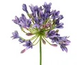 Kunstblume Agapanthus Kunstblumen Lila 75cm 2 St. Dekoration, 2 Stück, Viana, Höhe 8 cm