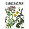 Heilpflanzen (Wandkalender 2025 DIN A3 hoch) CALVENDO Monatskalender von Bilder: bilwissedition.com Layout: Babette Reek/ Calvendo/ Babette Reek / Cal