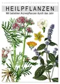 Heilpflanzen (Wandkalender 2025 DIN A3 hoch), CALVENDO Monatskalender