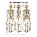 The Skeletal System Anatomical Chart