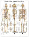 The Skeletal System Anatomical Chart (Poster)