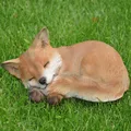 dazikemo Gartenfigur Dekofigur Gartenfigur schlafender Fuchs