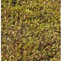 Brauner Fiederpolster - Leptinella dioica