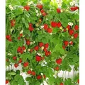 BALDUR Garten 3x Hänge-Erdbeere Hummi®, Pflanzen im 7x7 cm-Topf, Fragaria x ananassa, rankend, schnellwachsend, selbstfruchtend, winterhart, extr...
