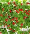 BALDUR Garten 3x Hänge-Erdbeere Hummi®, Pflanzen im 7x7 cm-Topf, Fragaria x ananassa, rankend, schnellwachsend, selbstfruchtend, winterhart, extra lange & starke Ranken, große & süße Früchte