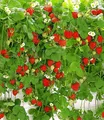 BALDUR Garten Obstpflanze Hänge-Erdbeere 'Hummi®', 3 St., Selbstbefruchtend, winterhart, mehrjährig, pflegeleicht