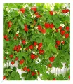 Hänge-Erdbeere "Hummi®", 3 Pflanzen Fragaria rankend