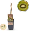 Green boutiQ - Obstpflanze - Actinidia deliciosa Jenny - Kiwi-Pflanze - Selbstbestäubend - Grüne Frucht - 2 Pflanzen - Topf 15cm - Höhe 50cm