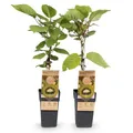 Green boutiQ - Obstpflanze - Actinidia deliciosa Jenny - Kiwi-Pflanze - Selbstbestäubend - Grüne Frucht - 2 Pflanzen - Topf 15cm - Höhe 50cm