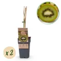 Obstpflanze Grüne Kiwi Actinidia deliciosa Jenny Grüne Frucht ⌀15cm ↕50cm