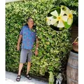 BALDUR Garten 1x Winterharter Jasmin 'Star of Toscane®' duftend, Pflanze im 9x9 cm-Topf, Trachelospermum jasminoides, pflegeleicht, blühend, imme...