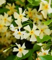 BALDUR Garten Zierstrauch Winterharter Jasmin 'Star of Toscane®', 1 St., Bienenfreundlich, immergrün, winterhart, duftend