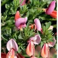 Edelginster Frisia 60-80cm - Cytisus scoparius