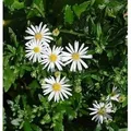 Wild Aster Ashvi - Aster ageratoides