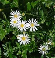 Wild Aster Ashvi - Aster ageratoides - lebende Gartenpflanze aus den Baumschulen