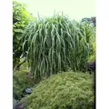 4 x Riesen Chinaschilf, ideal als Hecke und Sichtschutz, Miscanthus giganteus