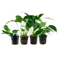 Anubias Set mit 4 Pflanzen Aquariumpflanzen Wasserpflanzen AquaOne Set Nr.134