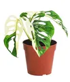 Dehner Fensterblatt, Monstera adansonii variegata, grün-weiß panaschierte Blätter, 25 cm inkl. Pflanztopf, Ø Topf 12 cm, Zimmerpflanze