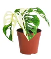Dehner Zimmerpflanze Fensterblatt, Monstera adansonii variegata, 25 cm, Topf Ø 12 cm, Zimmerpflanzen-Rarität mit grün-weiß panaschierten Blättern