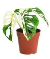 Fensterblatt Monstera adansonii Zimmerpflanze grün-weiß panaschiert 25cm, Dehner