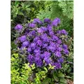 Rhododendron Russatum Enziana Blauviolett 30–40 cm