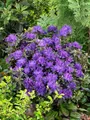 Rhododendron russatum 'Enziana' 30-40 cm – Winterhart, Immergrün, Mehrjährig – Rhododendron – Zierstrauch für Garten & Kübel