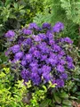 Rhododendron russatum 'Enziana', blauviolett, 30–40 cm