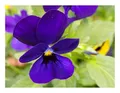 Stk - 15x Hornveilchen Admiration Viola cornuta hybrida Garten Pflanzen - Samen KS260 - Seeds & Plants Shop by Ipsa