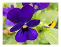 15x Hornveilchen Admiration Viola cornuta hybrida Garten Pflanzen - Samen KS260