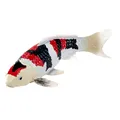 MOJO Farmland Koi Karper - Showa Sanshoku Koi (driekleur) 381103