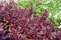 Berberis thunbergii 'Red Chief', Blutberberitze, rotlaubig, 30–40 cm
