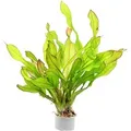 Dennerle Plants Aquariumpflanze Echinodorus Green Chamäleon