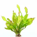 Echinodorus Green Chamäleon  - Schwertpflanze Solitärpflanze Dennerle 30073