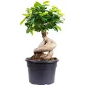 Value Greens Chinesische Feige  Bonsai-Style mit Ficus Ginseng  ca. 35 cm Hoch  Topf-Ø 17 cm