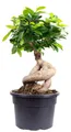 Chinesische Feige - Bonsai-Style mit Ficus Ginseng - ca. 35 cm hoch, Topf-Ø 17 cm