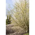 Cornus Mas Kornelkirsche Gelbe Blüten 125–150 cm