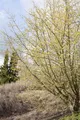 Cornus mas, Kornelkirsche, gelbe Blüten, 125–150 cm