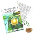 Physalis Samen (Physalis peruviana) - Exotische Kapstachelbeere Andenbeere ideal für die Anzucht im Garten, Balkon oder Terrasse