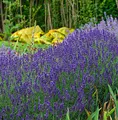 Echter Lavendel Hidcote Blue - großer Topf - Lavandula angustifolia - lebende Gartenpflanze aus den Baumschulen