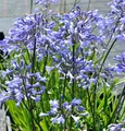 Liebesblume Schmucklilie Headbourne - Agapanthus africanus