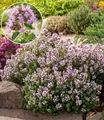 BALDUR Garten Bodendecker Winterharter Oregano, 2 St., Bienenfreundlich, duftend, bienenfreundlich, pflegeleicht