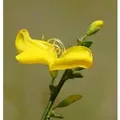 Niedriger Elfenbeinginster Niki 20-30cm - Cytisus kewensis