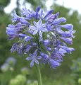 Liebesblume Schmucklilie Blue Triumphator - Agapanthus africanus - lebende Gartenpflanze aus den Baumschulen