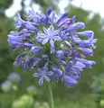 Liebesblume Schmucklilie Blue Triumphator - Agapanthus africanus