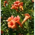 Chinesische Klettertrompete Grandiflora 60-80cm - Campsis grandiflora