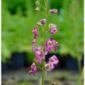 Phönizische Königskerze Rosetta - Verbascum phoeniceum