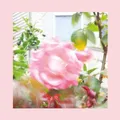 The Reds, Pinks and Purples Summer at Land's End (CD) Album (US IMPORT)