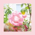 The Reds, Pinks and Purples Summer at Land's End (CD) Album
