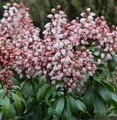 Schattenglöckchen Lavendelheide Bonfire 30-40cm - Pieris japonica